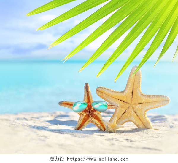 海边戴着太阳镜的海星海滩。夏天。海边戴着太阳镜的海星
